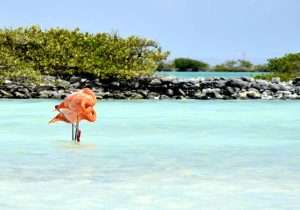 Flamingo standing in turquoise water near rocks.